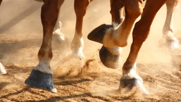 patas de cavalo cavalgando para ilustrar um artigo sobre Laminite