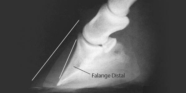 Falange distal de um cavalo, osso que fica no interior do casco para ilustrar um artigo sobre o que é e como tratar a Laminite