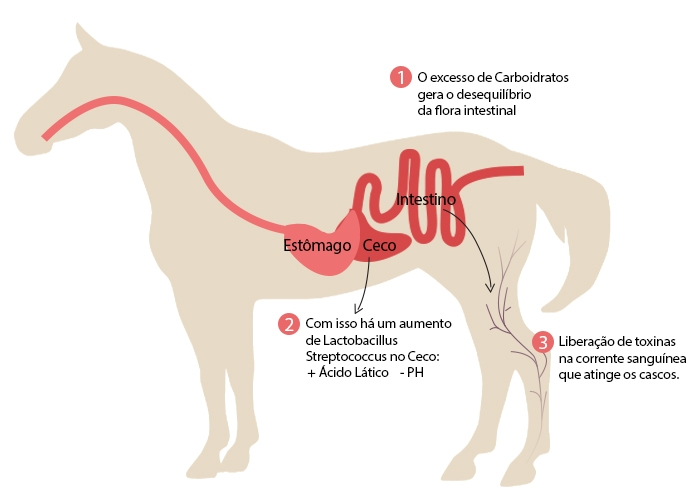 ilustração do sistema digestivo de um cavalo para ilustrar a liberação de toxinas nos casos de uma laminite
