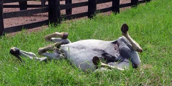 cavalo rolando no pasto, possivelmente com cólica subsequente de uma laminite