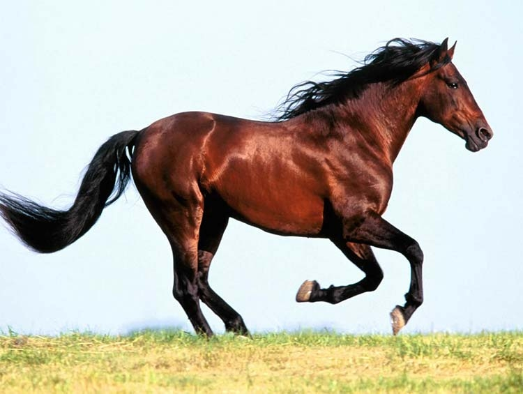 cavalo trotando no campo
