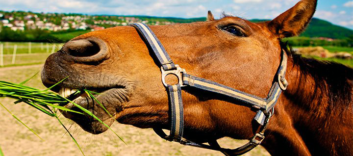 Cavalo se alimentando - exibida no artigo alimentação para cavalos