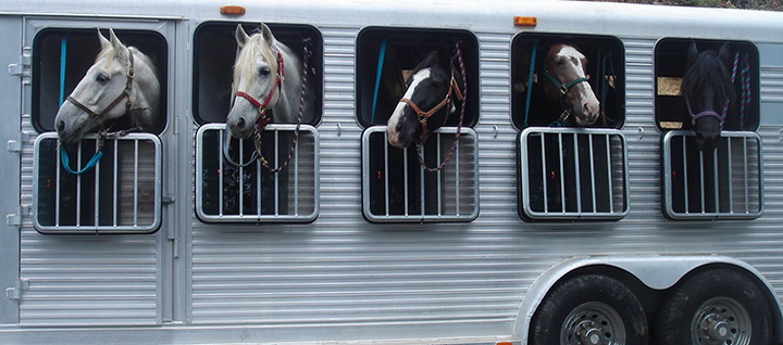 transporte de equinos