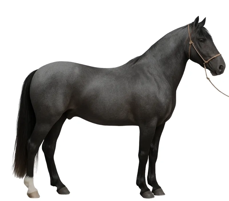 Blue roan horse coat color on a horse with a dark body and white hairs mixed throughout