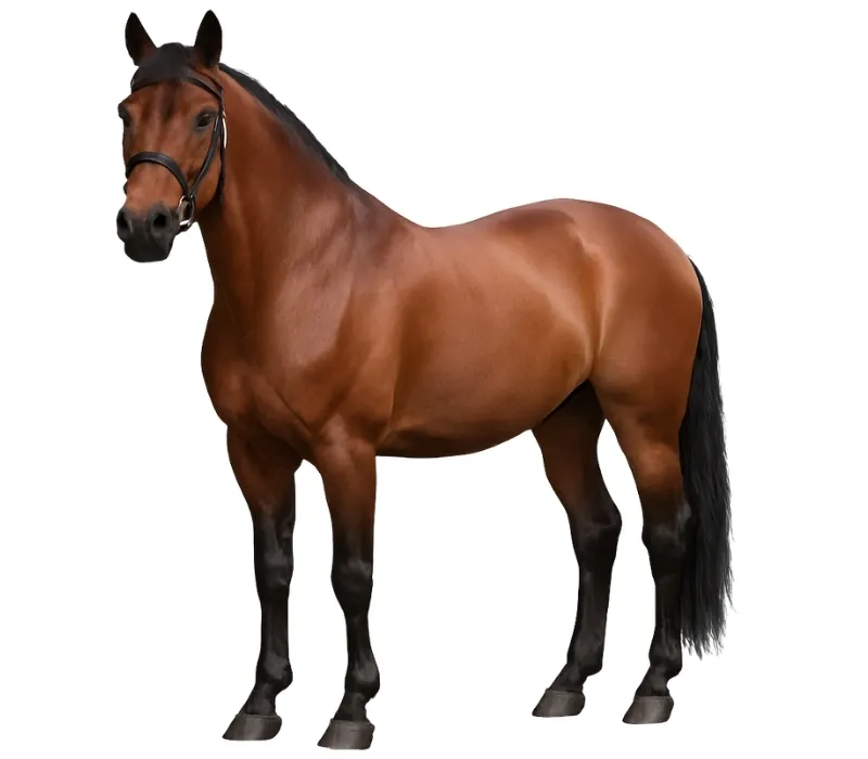 Dun horse coat color on a horse with a muted body and dark dorsal stripe