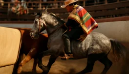 Dapple gray Chilean Criollo horse with huaso rider in traditional attire pressing a steer in the media luna during Chilean rodeo
