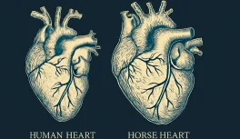 horse heart size anatomy