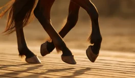 Close-up dos cascos de um Paso Fino em movimento mostrando a marcha lateral de quatro tempos no tablado