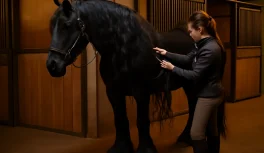 Grooming a Friesian horse: handler carefully detangling the long black mane and feathered legs