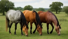 Grupo de cavalos Lusitanos em diferentes pelagens — cinza, baio dourado, alazão e tordilho — em campo português
