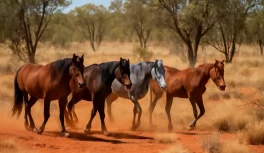 A group of Brumby horses with varied coat colors moving through Australian outback landscape