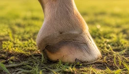 Casco sano de caballo sin herradura en contacto con suelo de pastizal, mostrando ranilla y palma desarrolladas