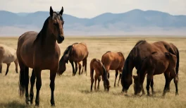 Manada de cavalos asselvajados em pastagem aberta mostrando estrutura social com garanhão e éguas