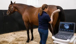 Veterinarian performing reproductive ultrasound on a bay mare in a stable