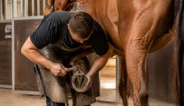Ferreiro de avental de couro pregando ferradura no casco de um cavalo em estábulo iluminado