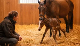Hours-old foal taking its first wobbly steps in a straw-bedded stable with the mare nearby
