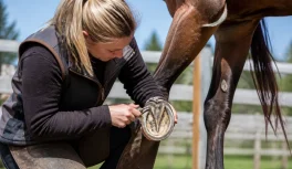 Profissional examinando cuidadosamente o casco de um cavalo marrom em piquete, com gancho de casco em mãos